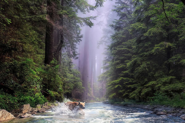 California Redwoods are in danger.