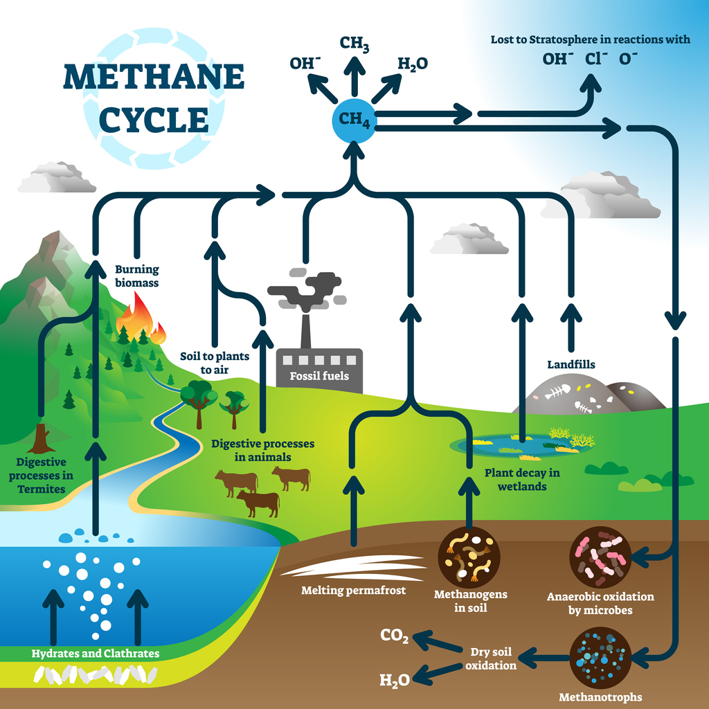 The Methane Cycle